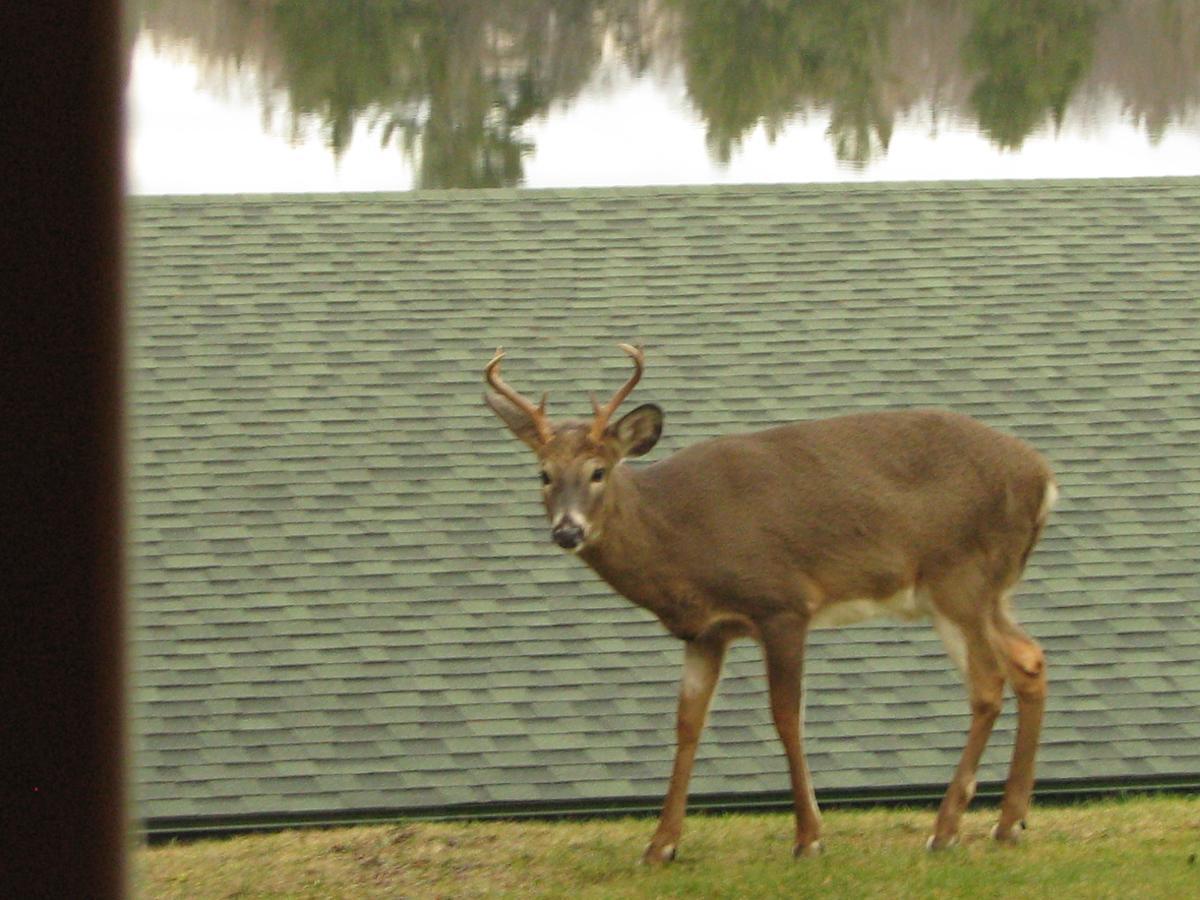 Pine Knoll Hotel Lakeside Lodge & Cabin Old Forge Exteriér fotografie